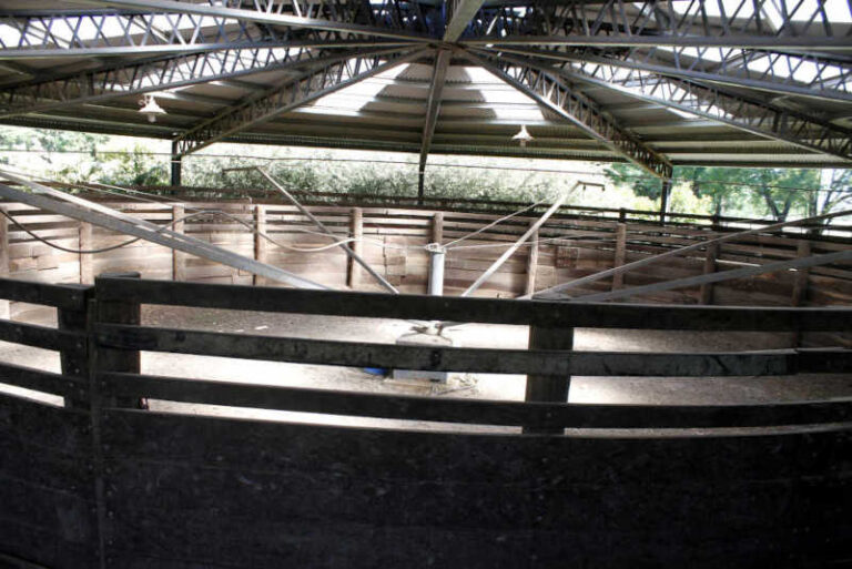 andador caminador para ejercitar caballos