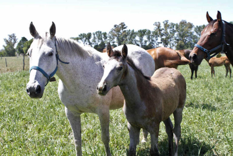 yegua con su cria en el campo