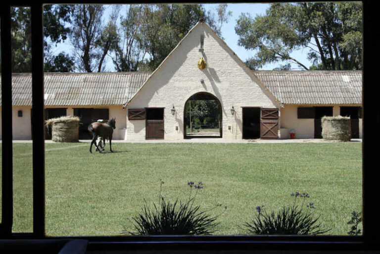 caballo caminando por los boxes del stud