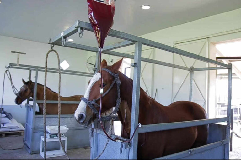 extraccion de sangre a dos caballos para la elaboracion de suero equino
