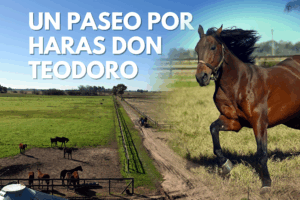 UN PASEO POR…Haras Don Teodoro