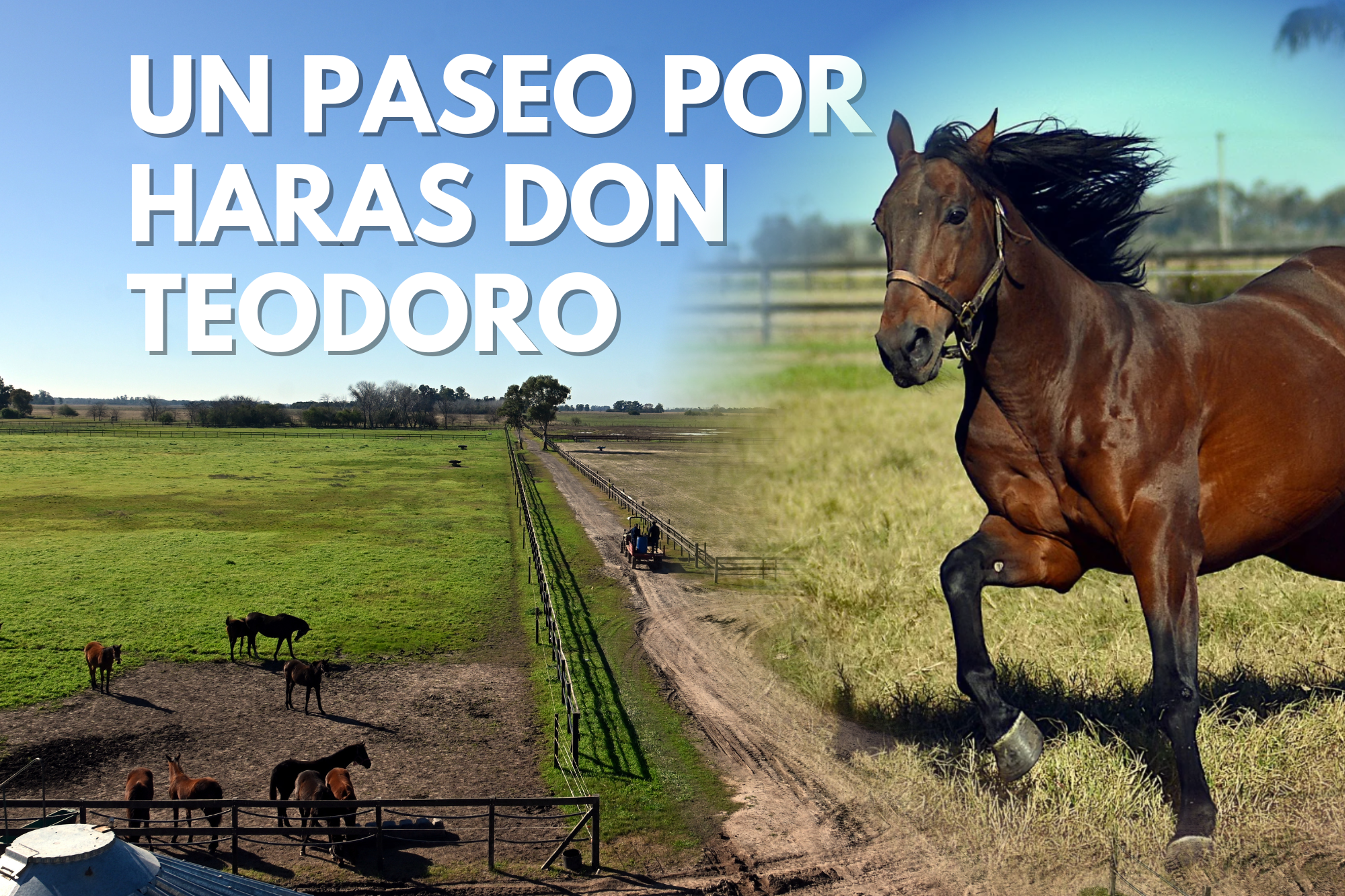 UN PASEO POR…Haras Don Teodoro