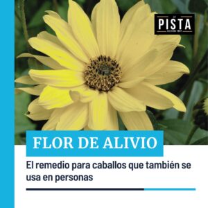 FLOR DE ALIVIO – Los beneficios del árnica