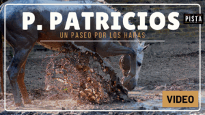 UN PASEO POR LOS HARAS: Haras Parque Patricios